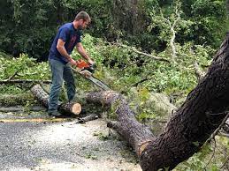 Best Tree Maintenance Programs  in Prairie City, IA