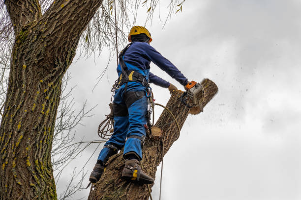 Best Emergency Tree Removal  in Prairie City, IA